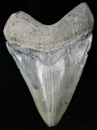 Light Gray Calico  Bone Valley Megalodon Tooth #22167
